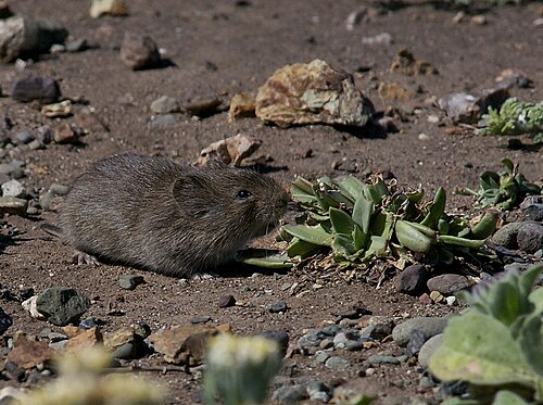 California vole